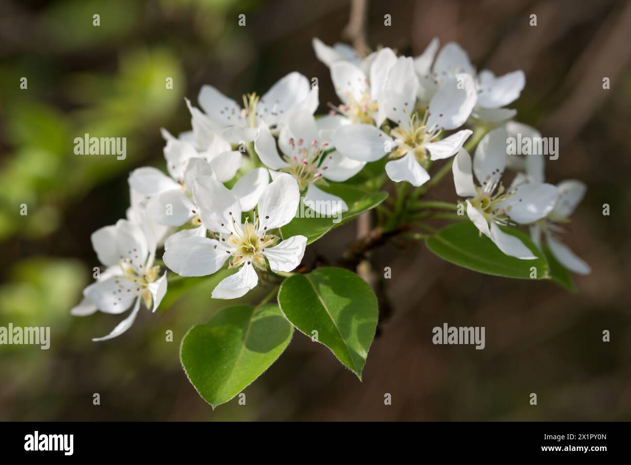 Pyrus communis, common pear white spring flowers closeup selective focus Stock Photo