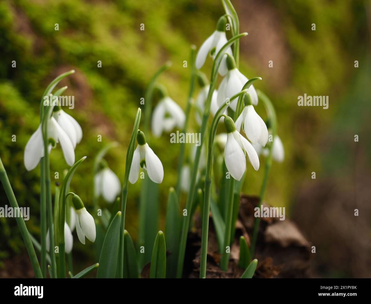 Snowdrops and moss on a tree Stock Photo