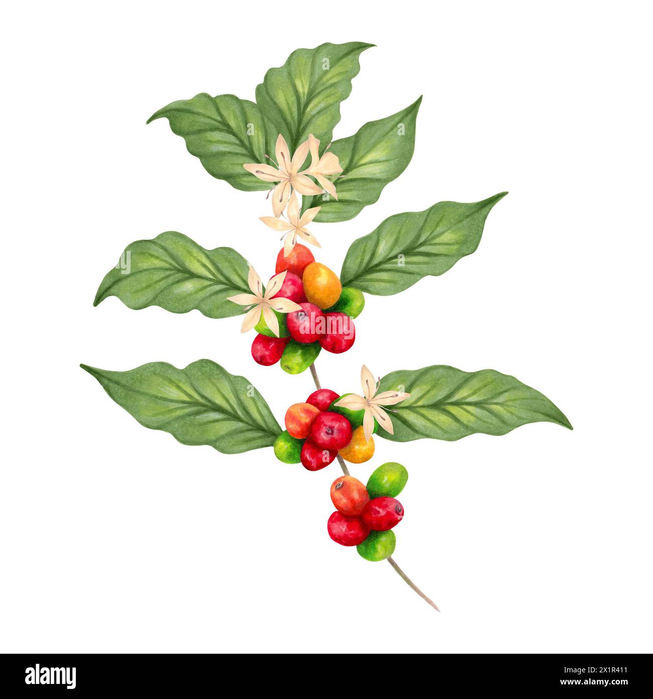 Coffee tree branch with beans and flower. The aroma of Robusta and ...