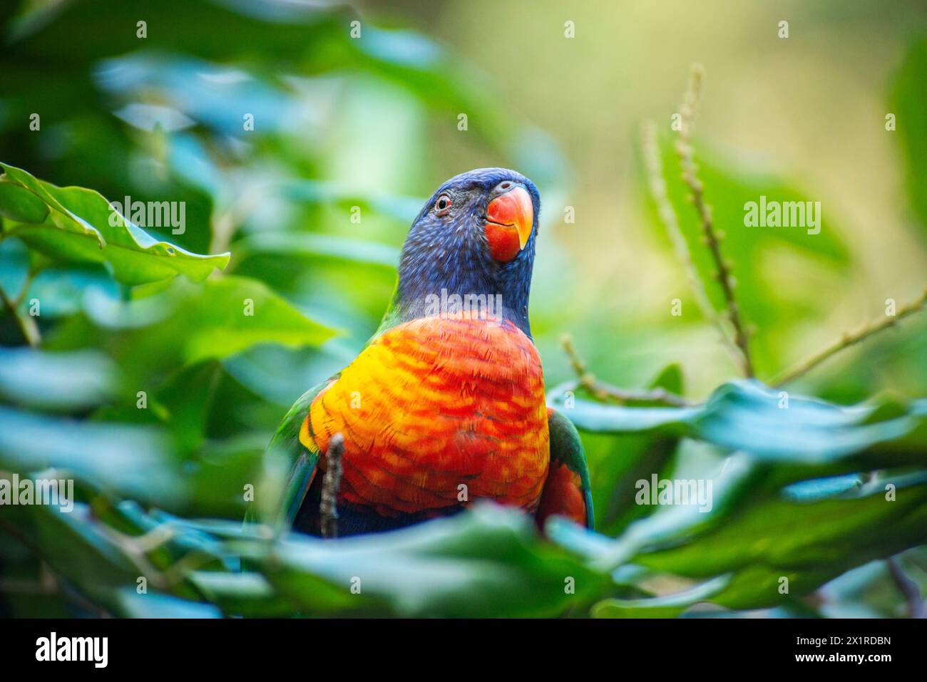 The rainbow lorikeet is a species of parrot found in Australia. It is ...