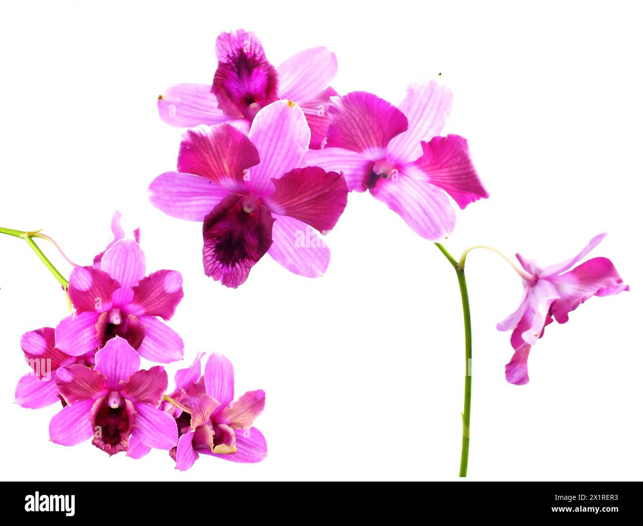 pink orchids flower bouquet isolated on white background Stock Photo ...