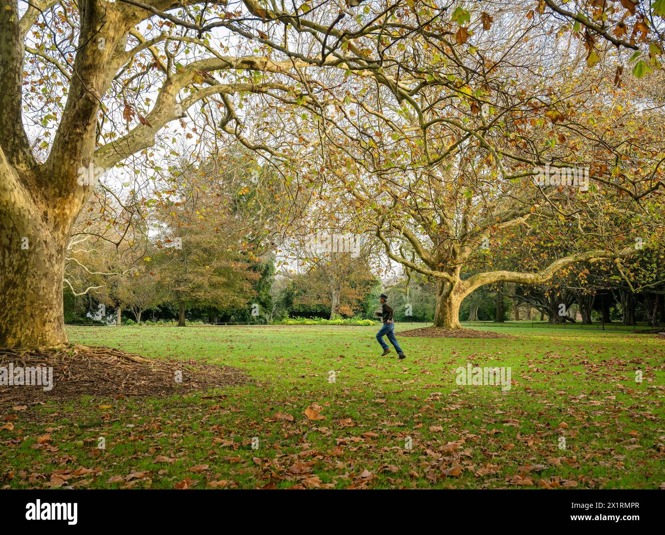 Man running under golden autumn trees. Auckland Stock Photo - Alamy