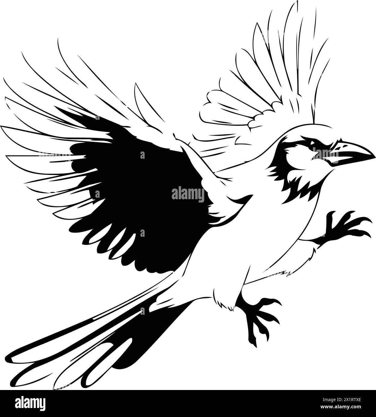 Vector illustration of a blue jay bird on a white background. Stock Vector