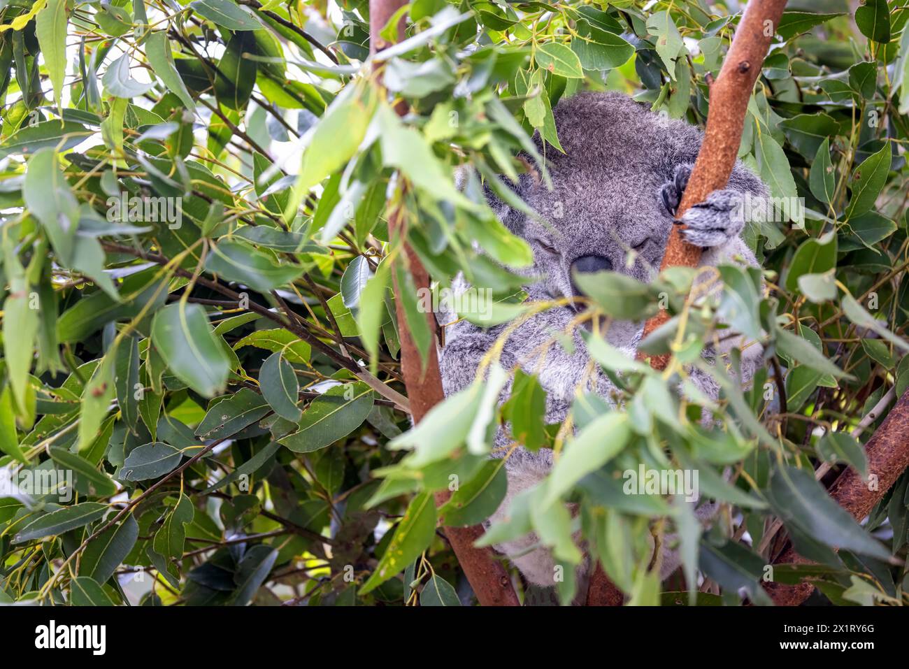 A koala, Phascolarctos cinereus, curled up and sleeping in a eucalyptus tree, Australia. This cute marsupial is endangered in the wild. Stock Photo