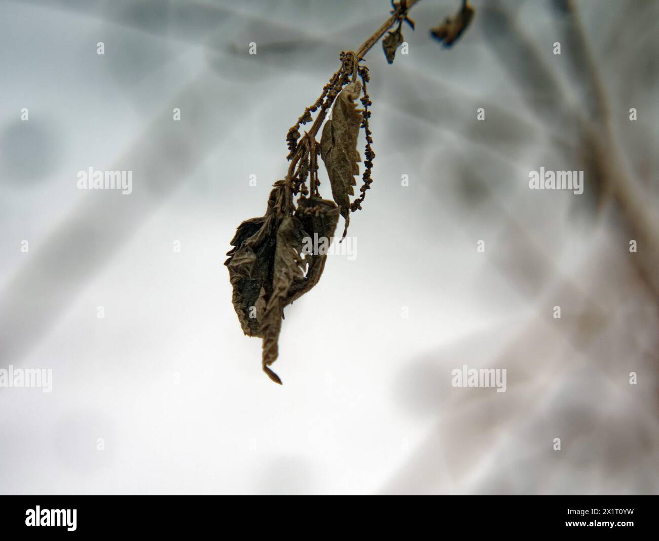 Last year's leaves hanging on a branch, in winter Stock Photo