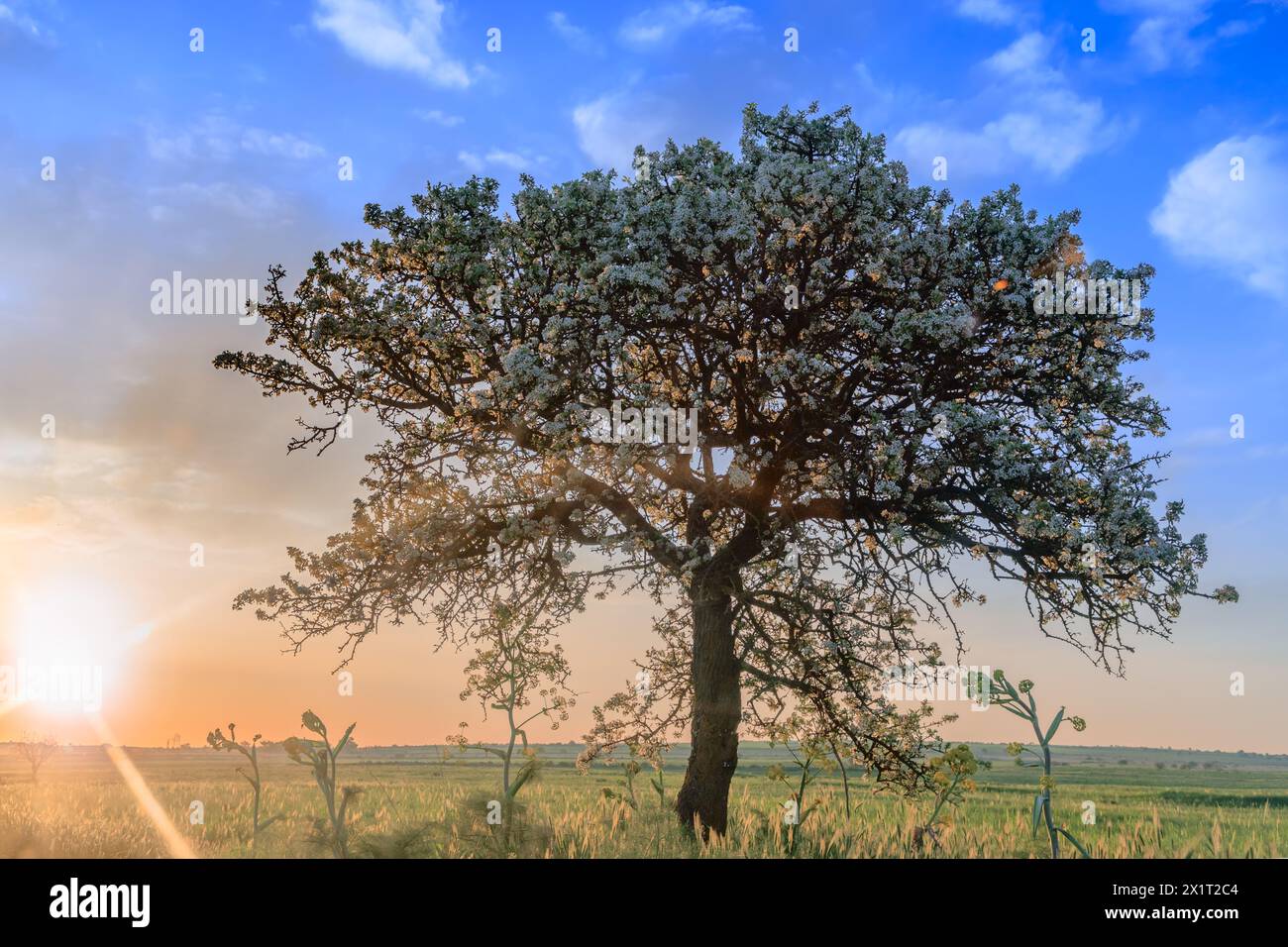 Alta Murgia National Park: wild almond tree in bloom at dawn in Apulia, Italy. Stock Photo