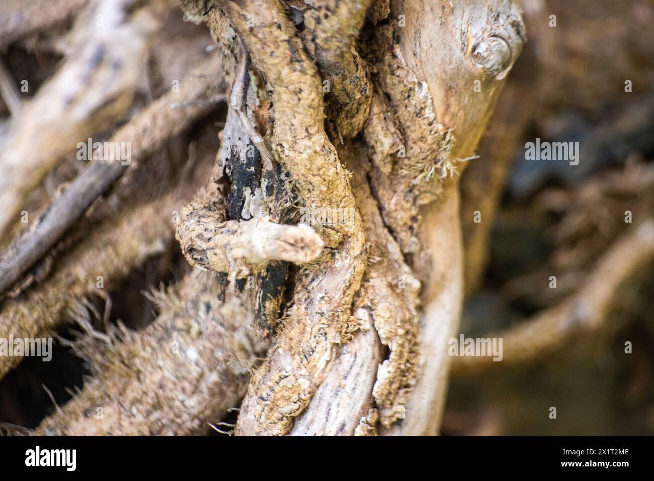 Witness the ancient bonds as old roots intertwine with the weathered ...