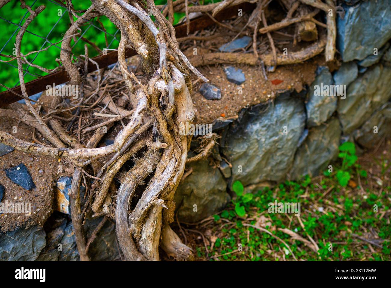 Witness the ancient bonds as old roots intertwine with the weathered stone wall, a testament to nature's enduring presence. Stock Photo