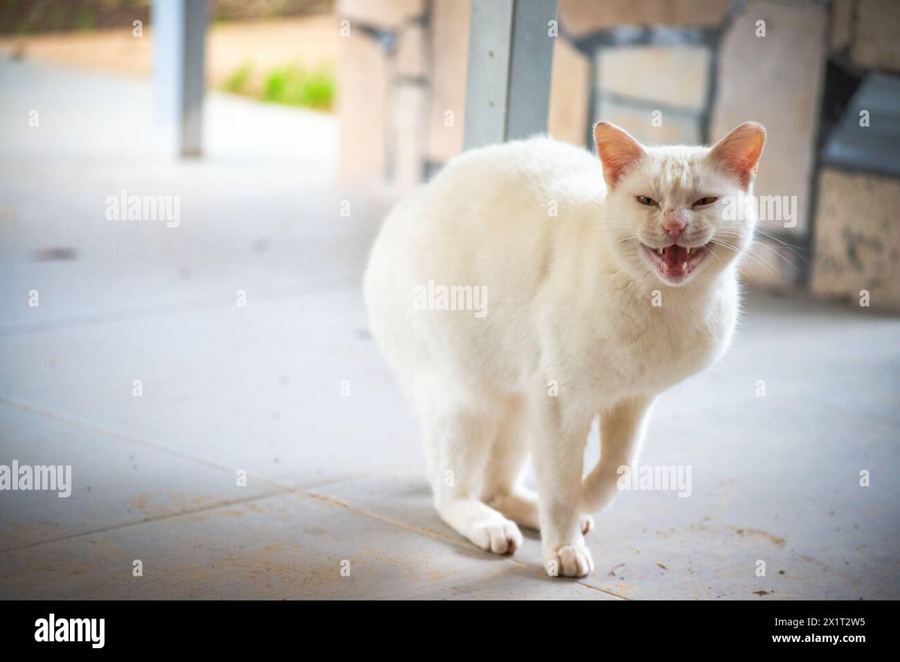 In a blizzard of fury, the white cat stands aggressively on the ground, ready for battle, hissing and snarling. Stock Photo