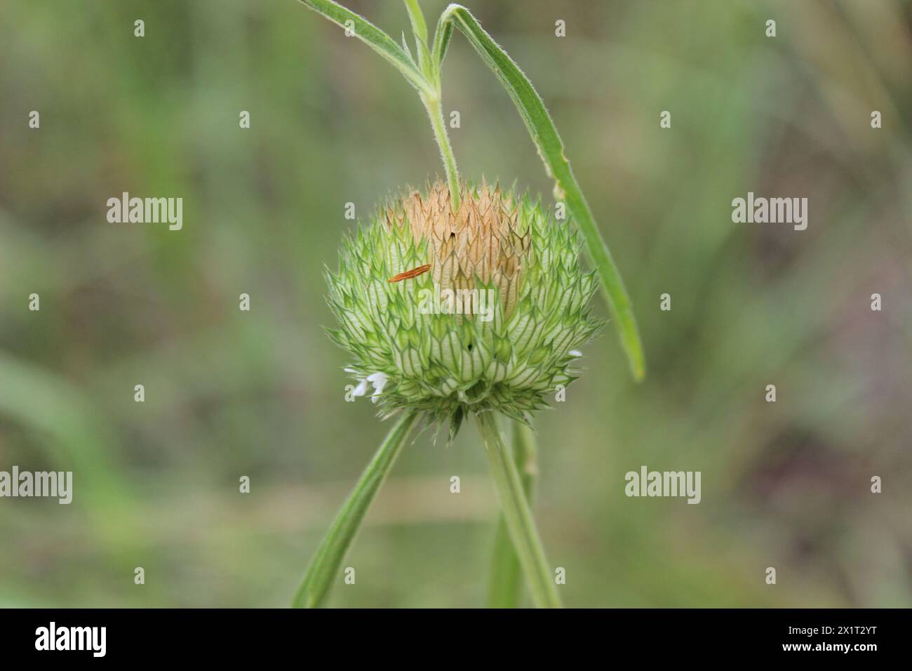 a green and brown spikey thorny tumbleweed horsefright Genus Acrotome in focus and the background blurred Stock Photo