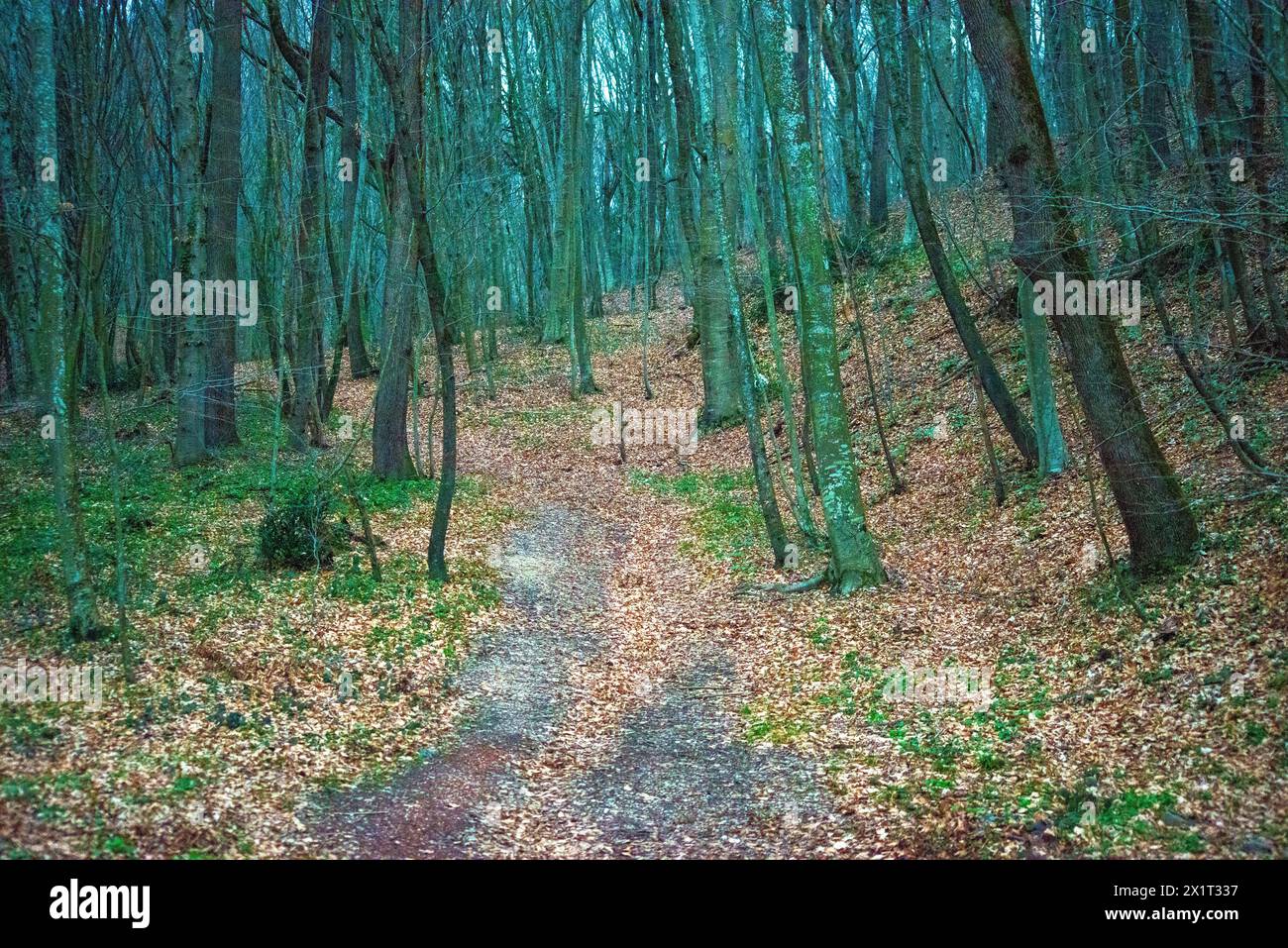 Tall whispering trees hires stock photography and images Alamy