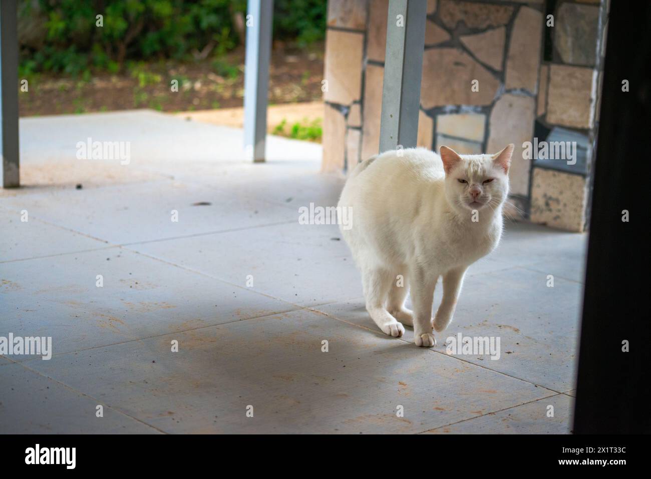 In a blizzard of fury, the white cat stands aggressively on the ground, ready for battle, hissing and snarling. Stock Photo