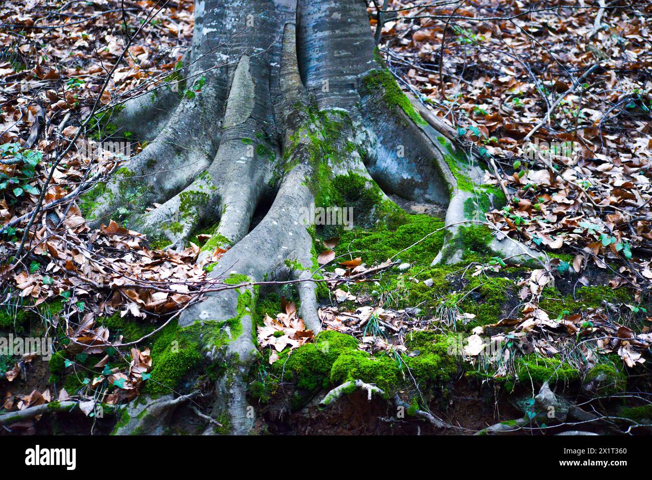 A majestic tree with sprawling roots firmly anchored in the earth, symbolizing strength and vitality amidst nature's embrace. Stock Photo