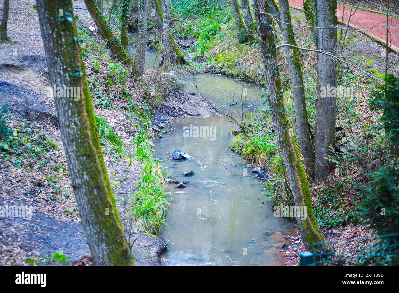 A tranquil stream meandering through the lush forest, surrounded by tall trees and vibrant green foliage. Stock Photo