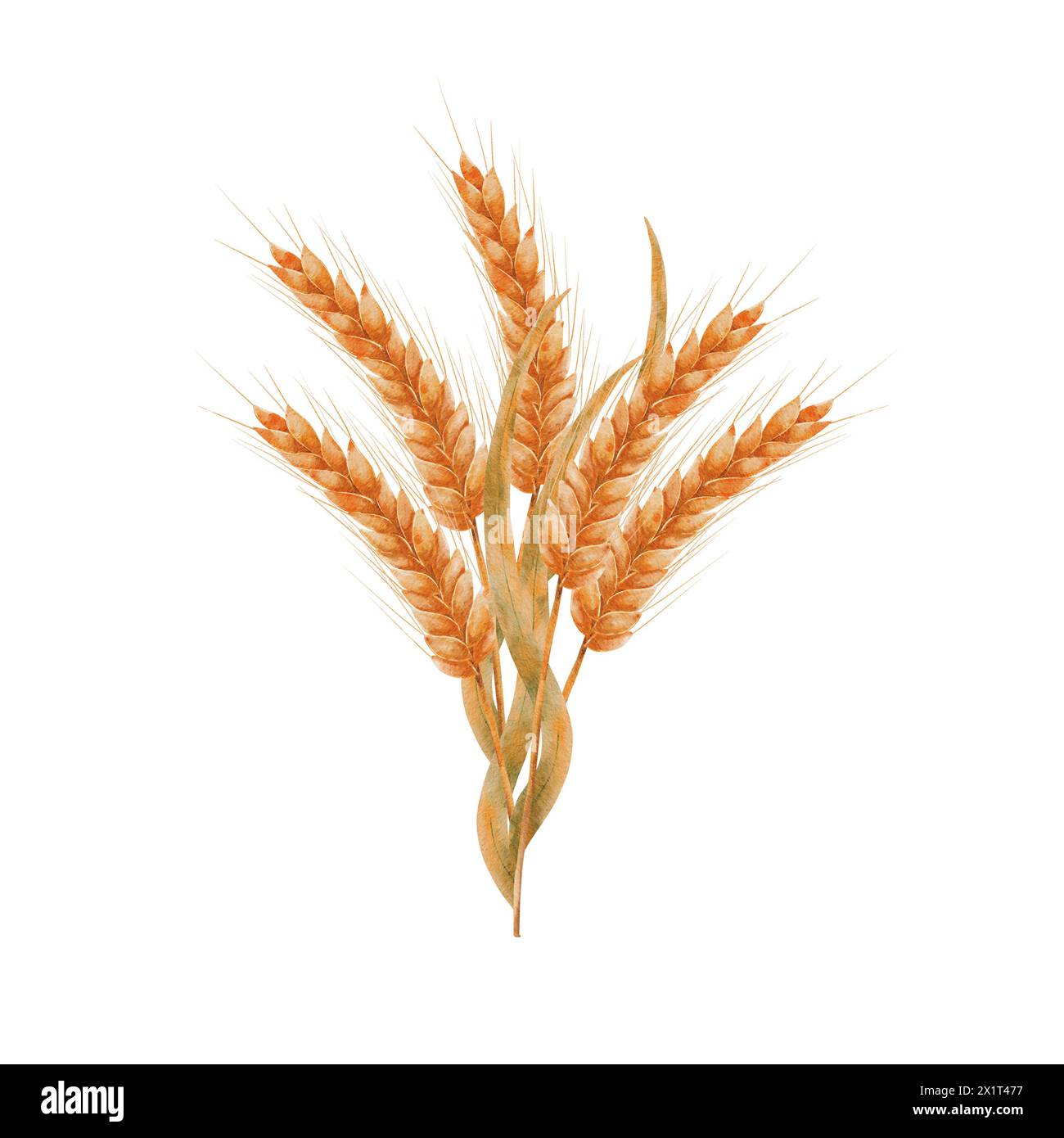 Ears of ripe wheat. A bouquet, a composition of ears of grain. Wheat isolated on white background. Design for sticker, label, postcard. Stock Photo