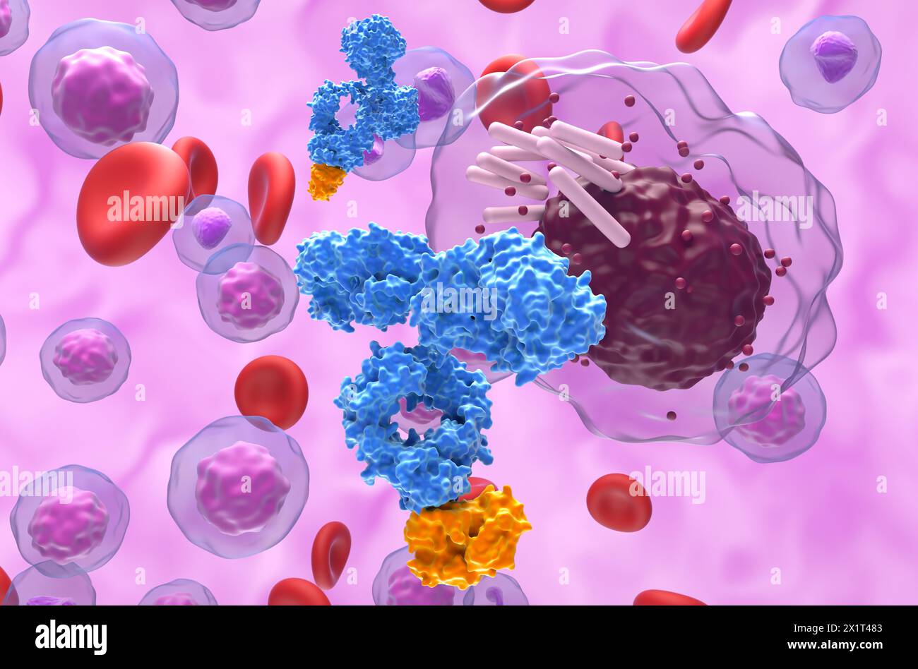 Monoclonal antibody treatment in Chronic lymphocytic leukemia (CLL) - closeup view 3d illustration Stock Photo