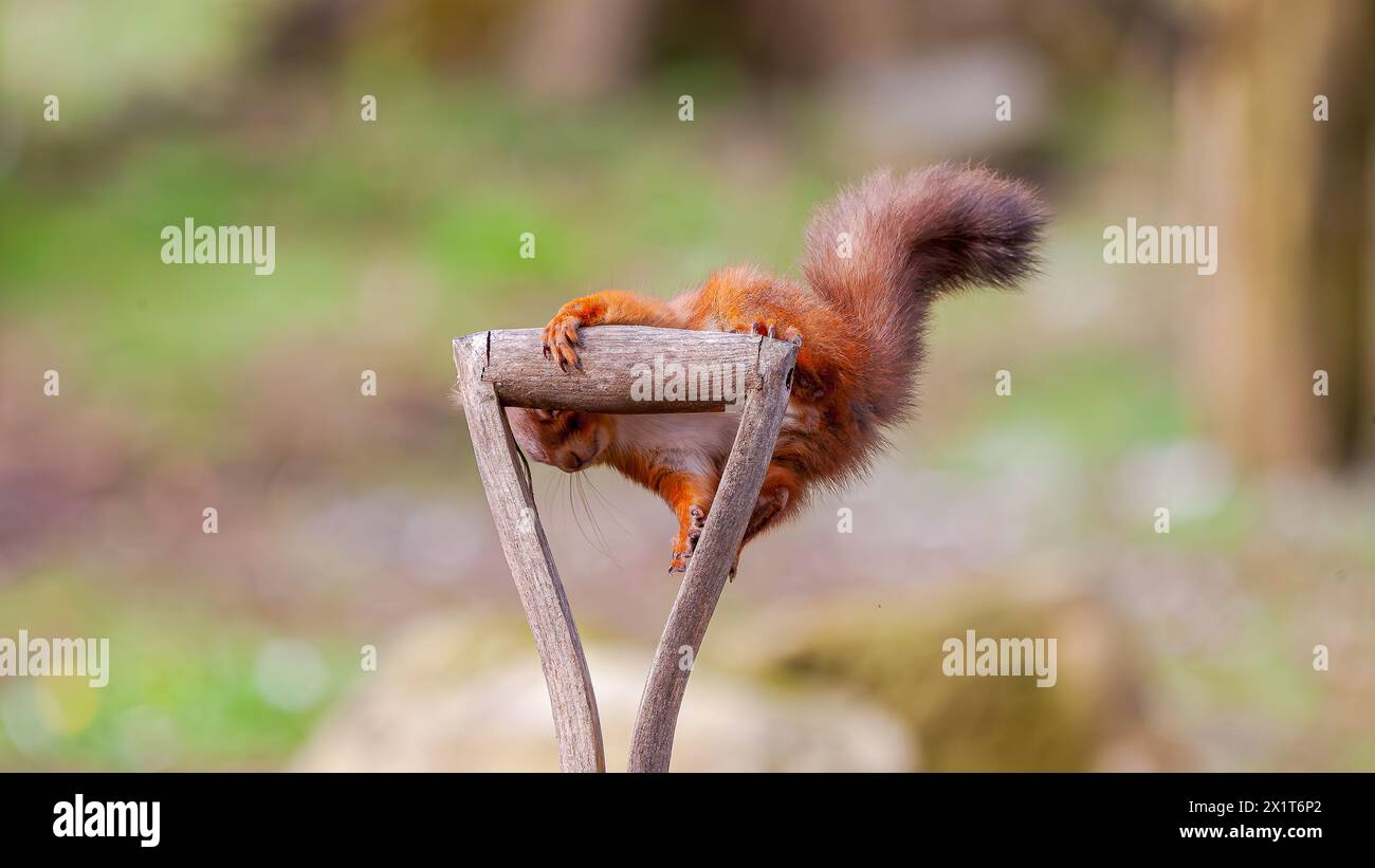 Peek-a-Boo with the red squirrel ABERDEEN, SCOTLAND HILARIOUS IMAGES of a squirrel playing on a spade handle and looking too pleased with itself when Stock Photo