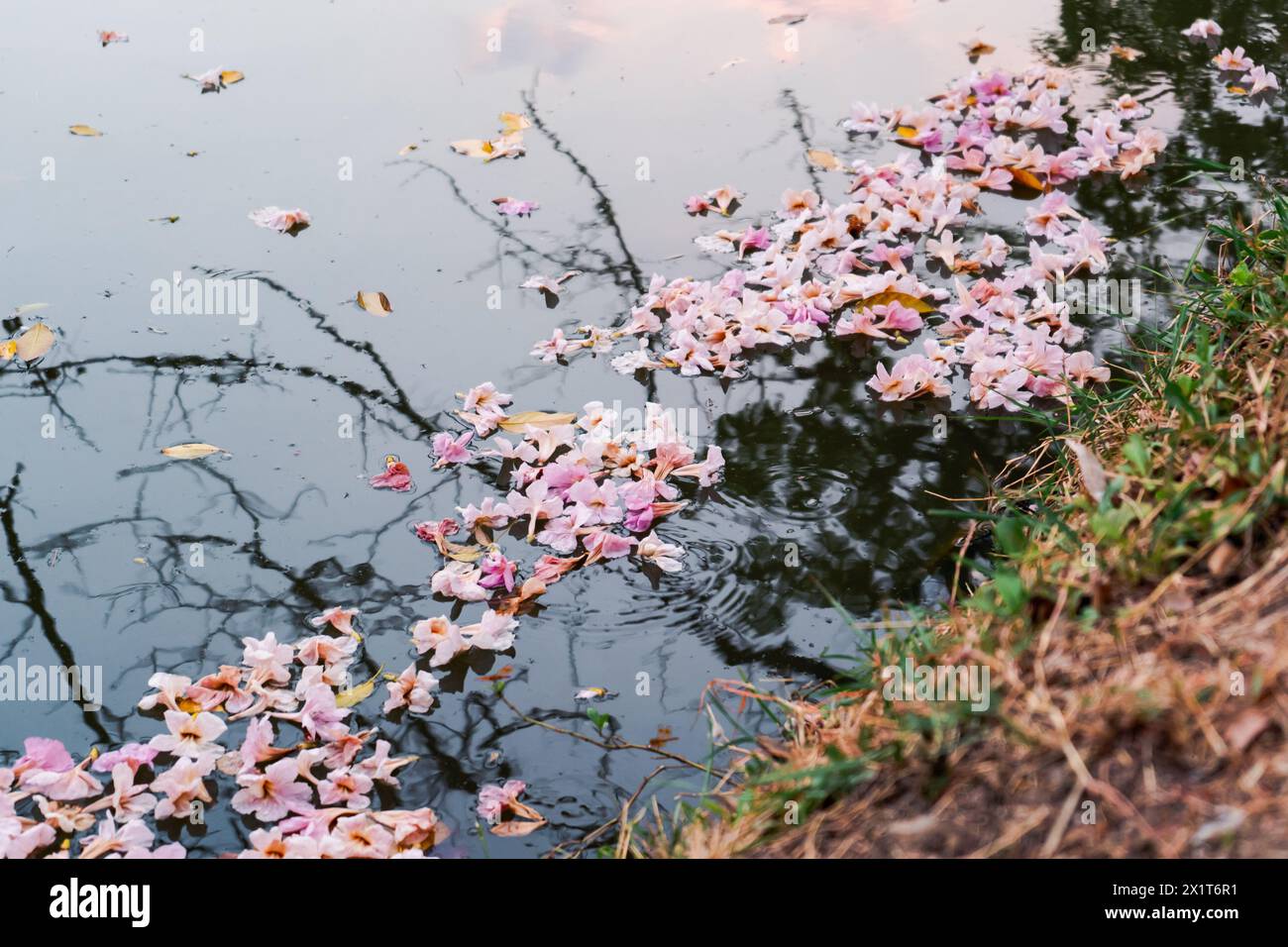 Tabebuia rosea flower on water surface Stock Photo