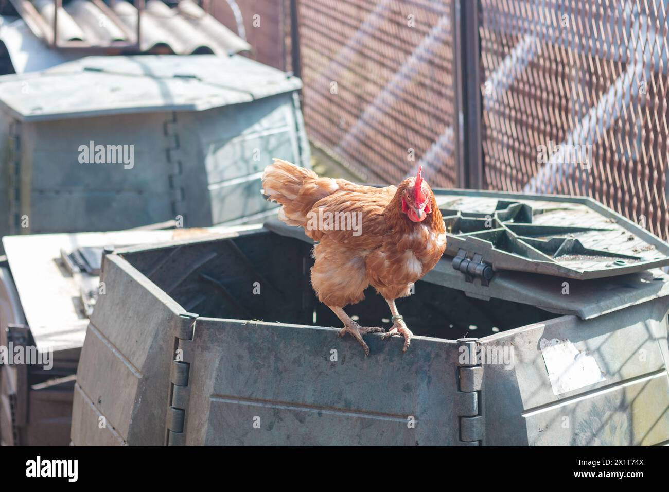 Domestic chicken with brown and white feathers running around the yard in the free range. Organic chickens. Homegrown eggs. Funny expression. Stock Photo