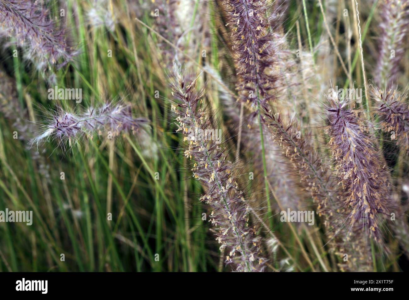 Miniature Fountain Grass (Pennisetum Setaceum) Muscat Oman Stock Photo