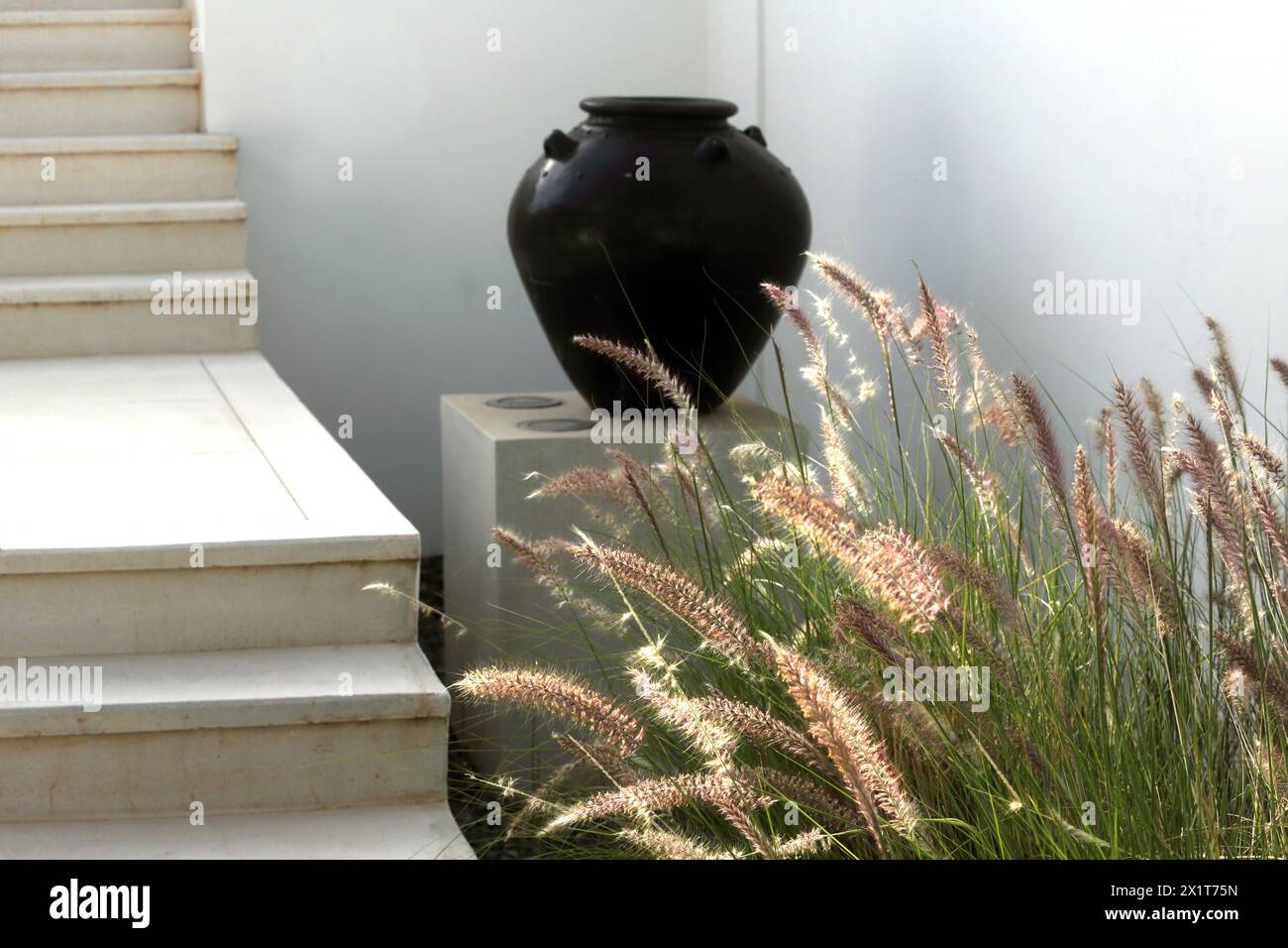 Black Pot by Miniature Fountain Grass (Pennisetum Setaceum) at The Chedi Hotel Muscat Oman Stock Photo