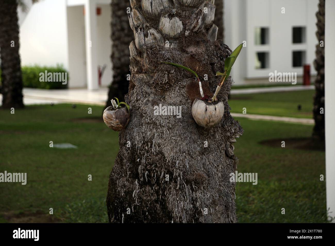 Pink Rock Orchid (Dendrobium Kingianum) on Palm Tree at The Chedi Hotel Muscat Oman Stock Photo