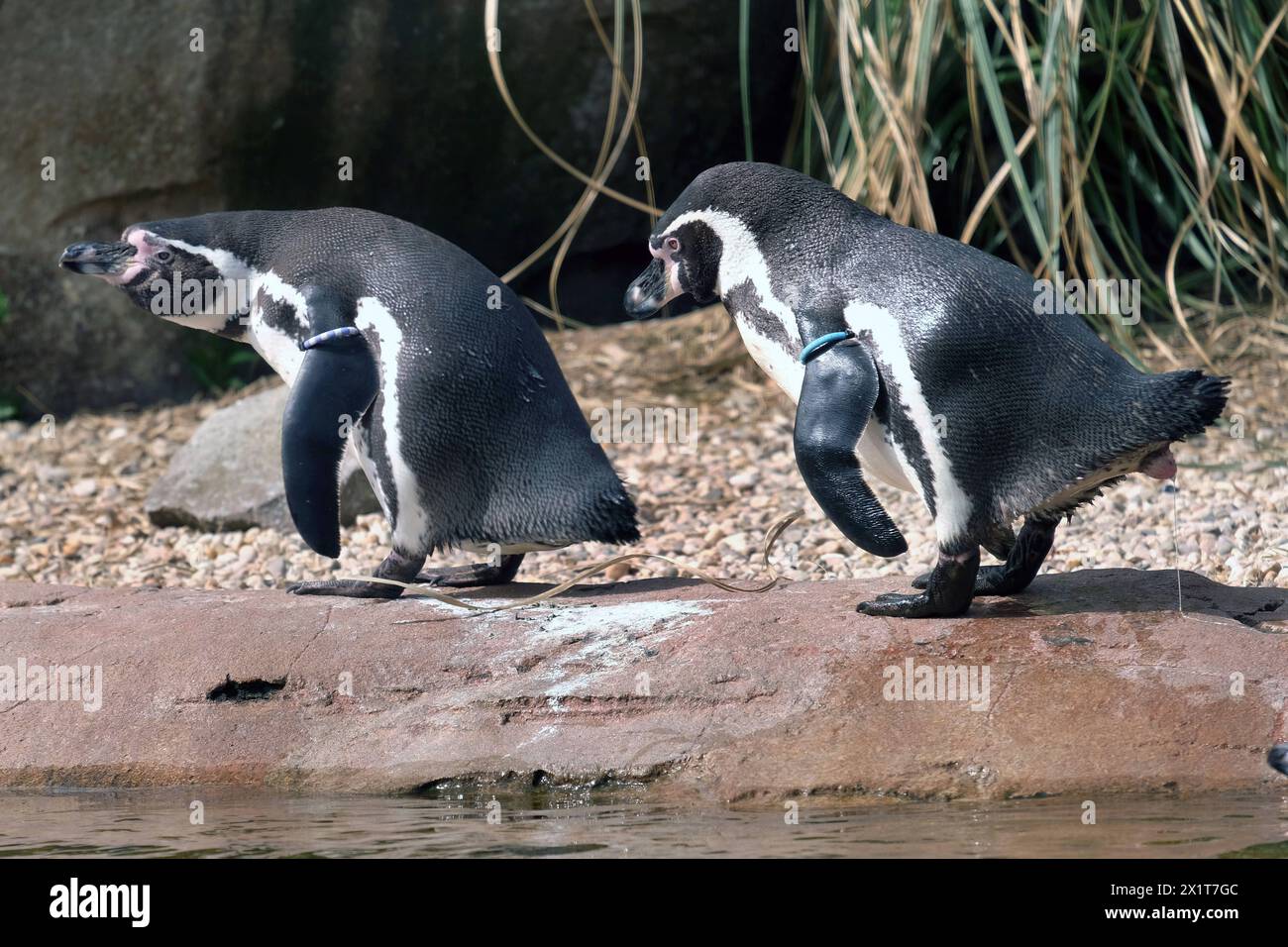 Zoo Krefeld Humboldt-Pinguine in Aktion. Zoo Krefeld-Humboldt-Pinguin ...