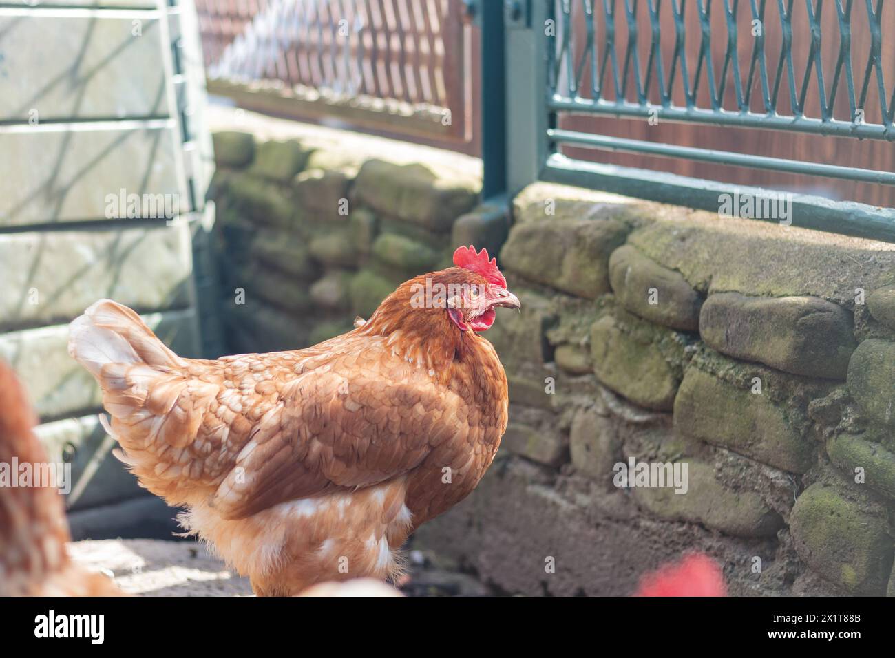 Domestic chicken with brown and white feathers running around the yard in the free range. Organic chickens. Homegrown eggs. Funny expression. Stock Photo