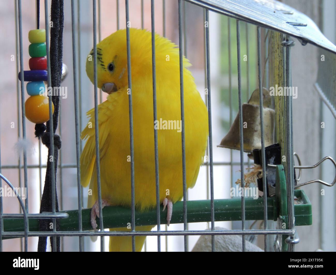 Parrot looks like a chick Stock Photo