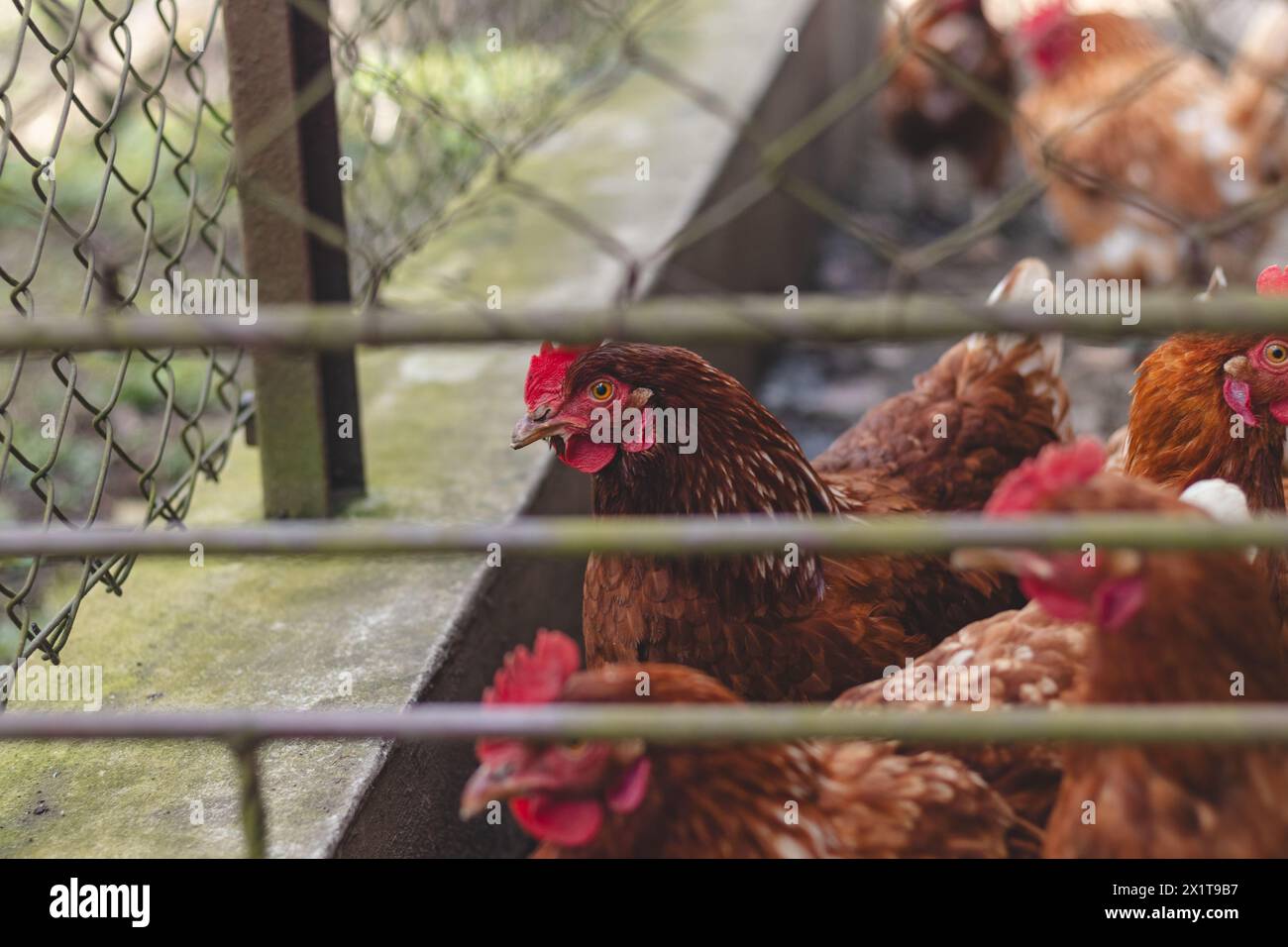 Domestic chicken with brown and white feathers running around the yard in the free range. Organic chickens. Homegrown eggs. Funny expression. Stock Photo