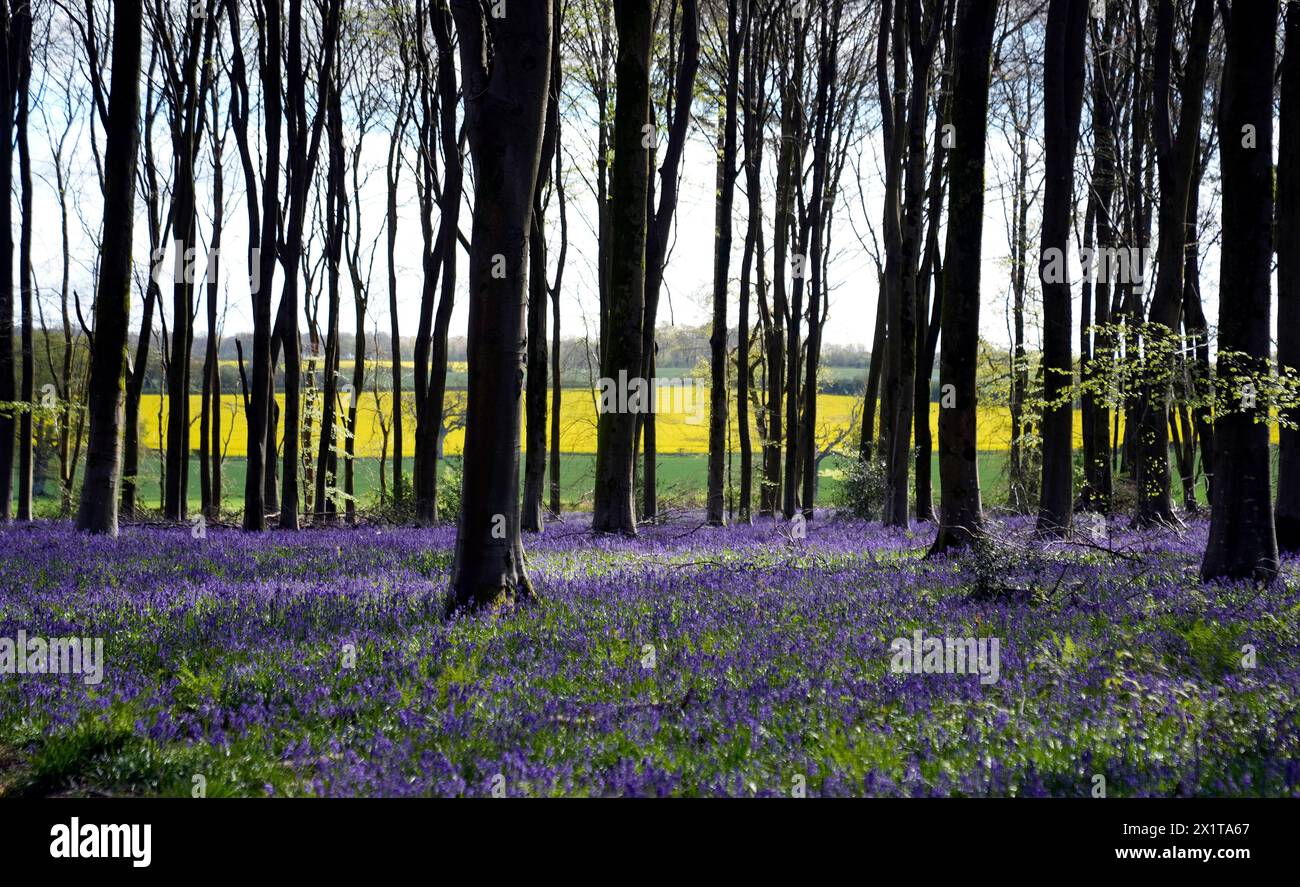 Bluebells in bloom in Micheldever Wood in Hampshire. Picture date: Thursday April 18, 2024. Stock Photo