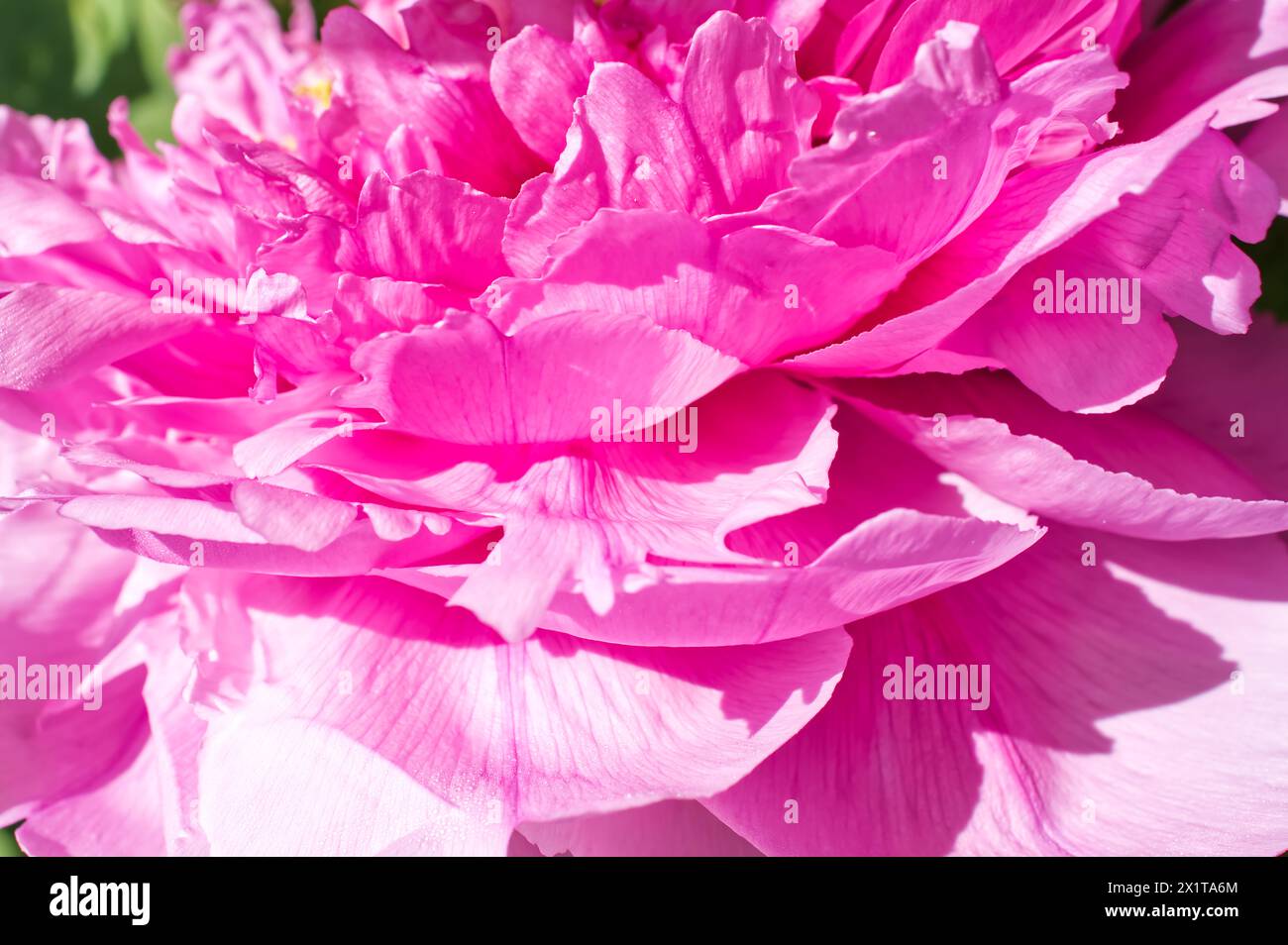Close up of the petals of a pink peony flower in the spring Stock Photo