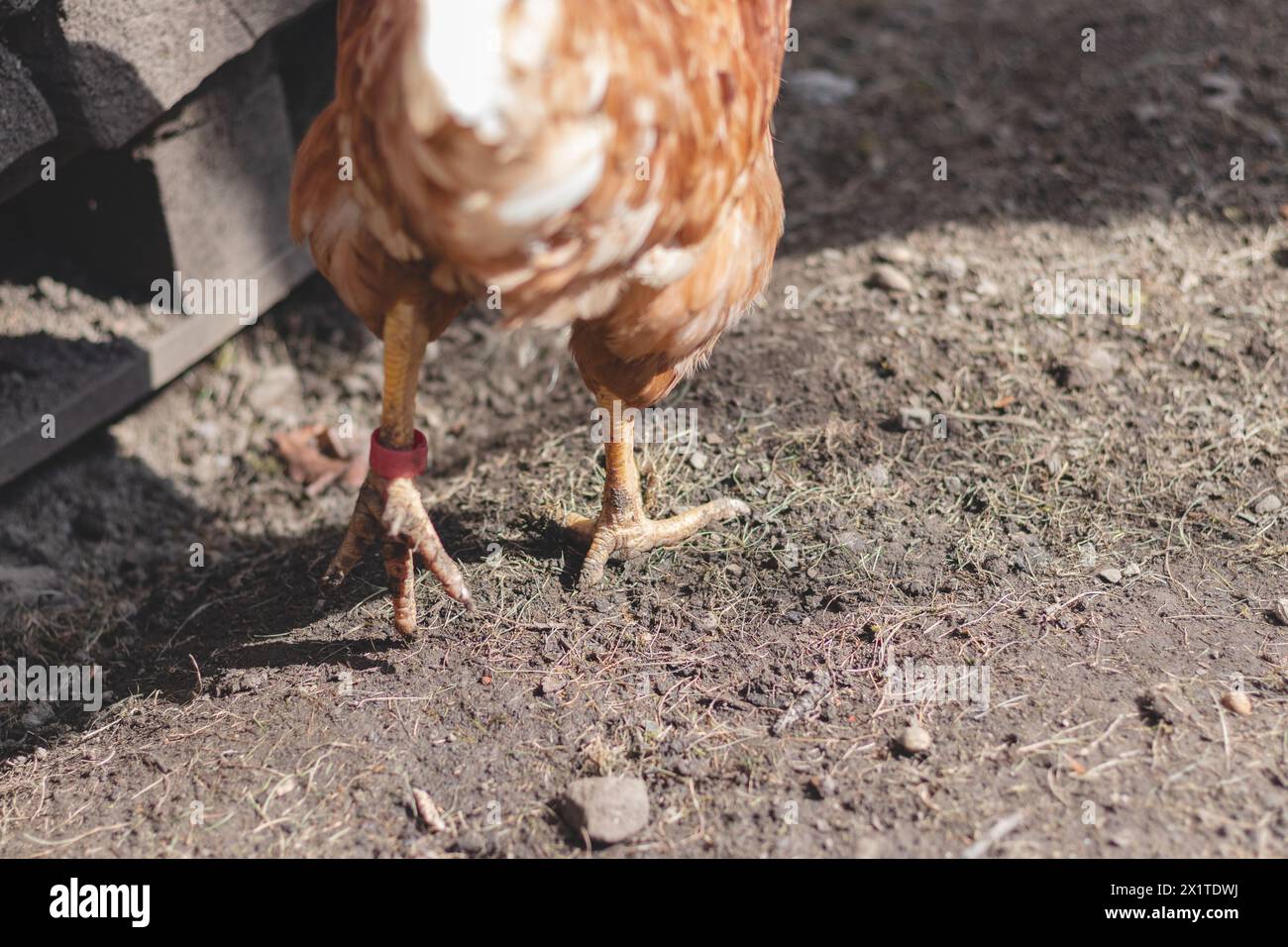 Domestic chicken with brown and white feathers running around the yard in the free range. Organic chickens. Homegrown eggs. Funny expression. Stock Photo