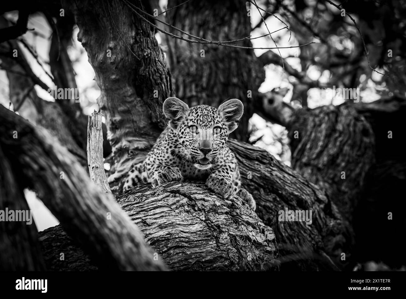 A leopard cub is seen in Okavango Delta on January 2024 Stock Photo - Alamy