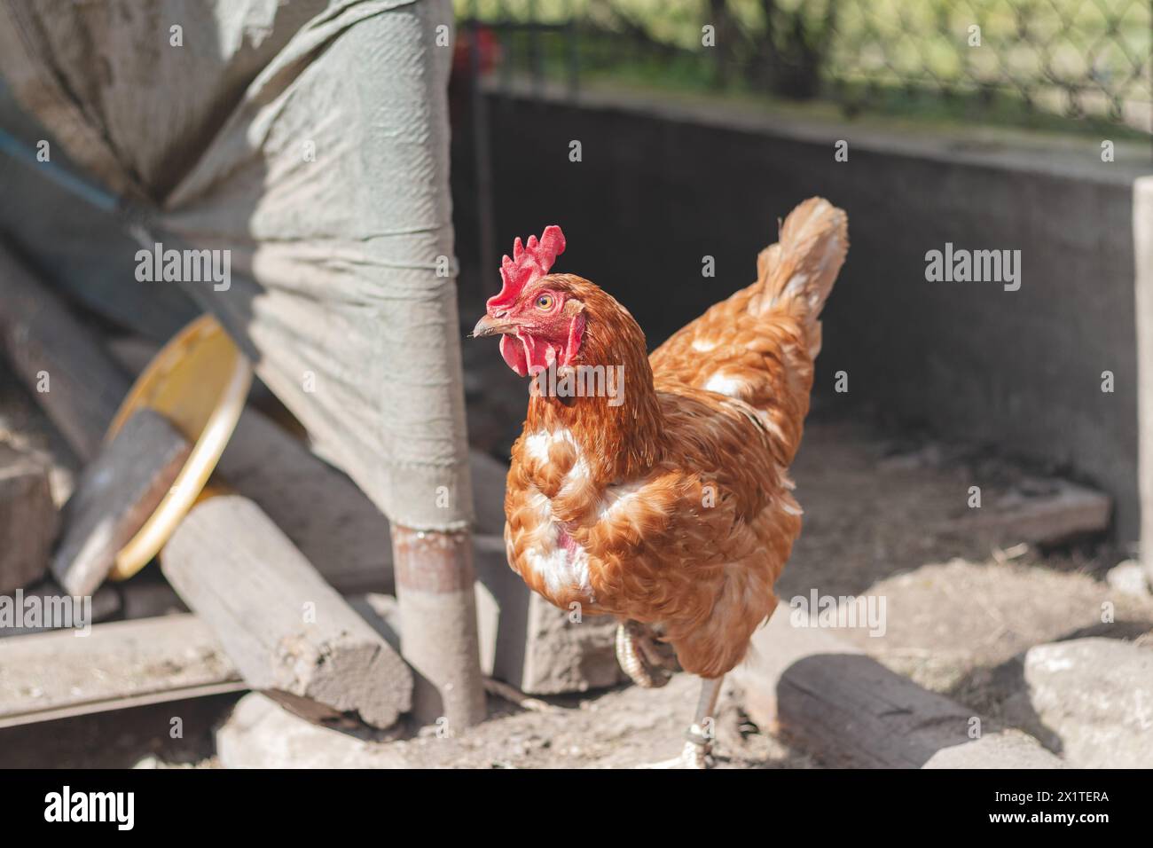 Domestic chicken with brown and white feathers running around the yard in the free range. Organic chickens. Homegrown eggs. Funny expression. Stock Photo