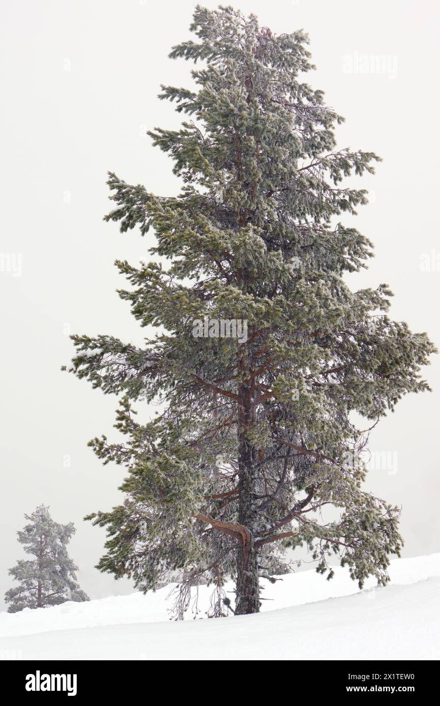 Lonely trees, whitened by falling snow Stock Photo