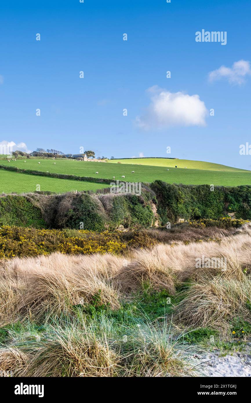 Marram Grass Ammophila growing and stabilising stabilizing the low sand