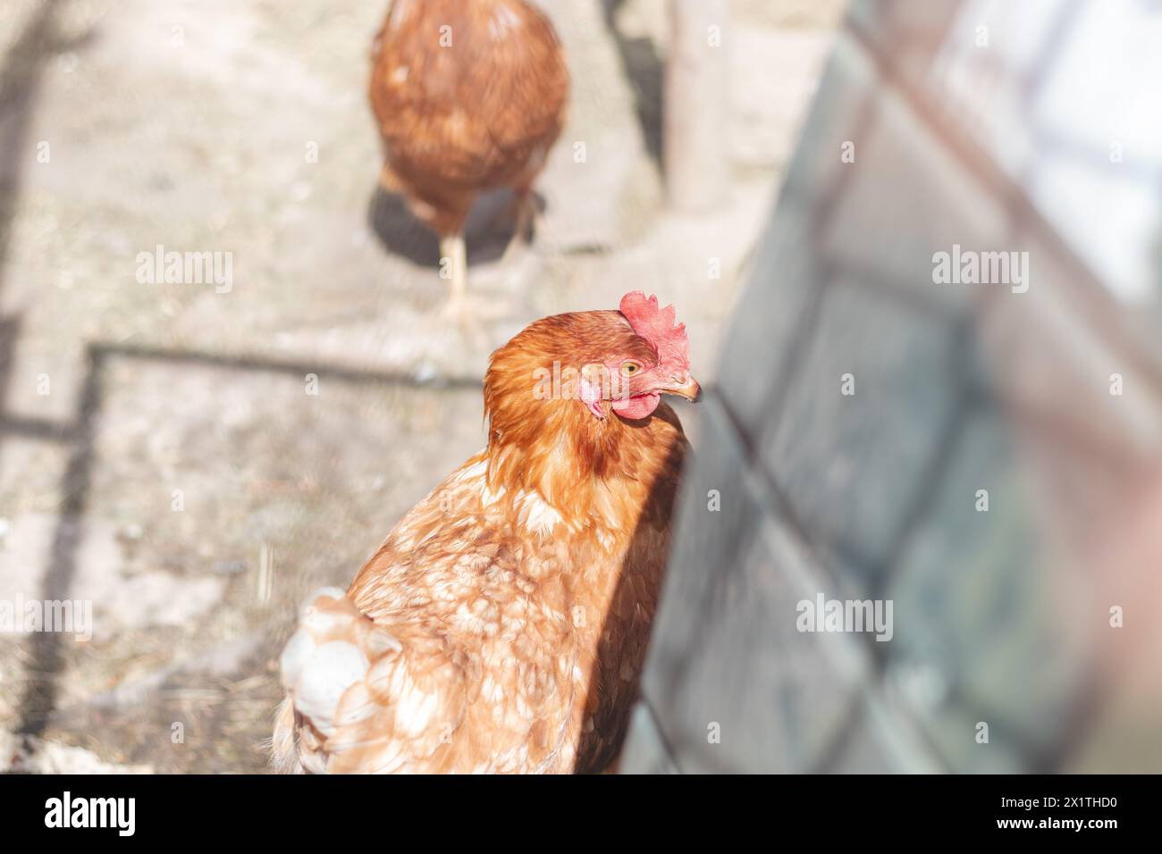 Domestic chicken with brown and white feathers running around the yard in the free range. Organic chickens. Homegrown eggs. Funny expression. Stock Photo