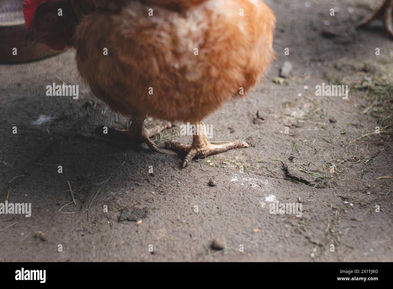 Domestic chicken with brown and white feathers running around the yard in the free range. Organic chickens. Homegrown eggs. Funny expression. Stock Photo