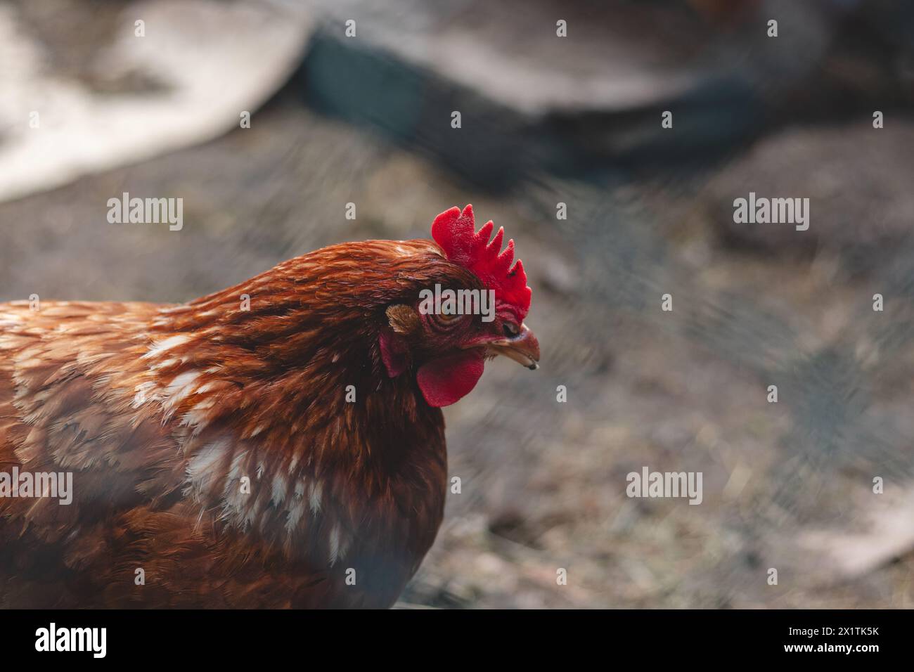 Domestic chicken with brown and white feathers running around the yard in the free range. Organic chickens. Homegrown eggs. Funny expression. Stock Photo