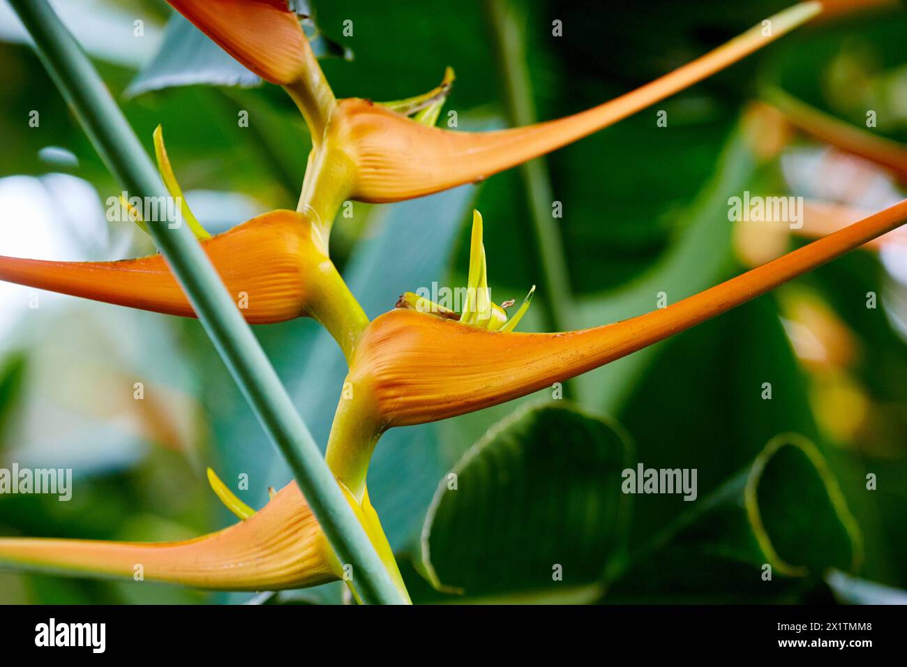 Heliconia, flower bird of paradise, Sazagua Hotel Boutique, Pereira ...