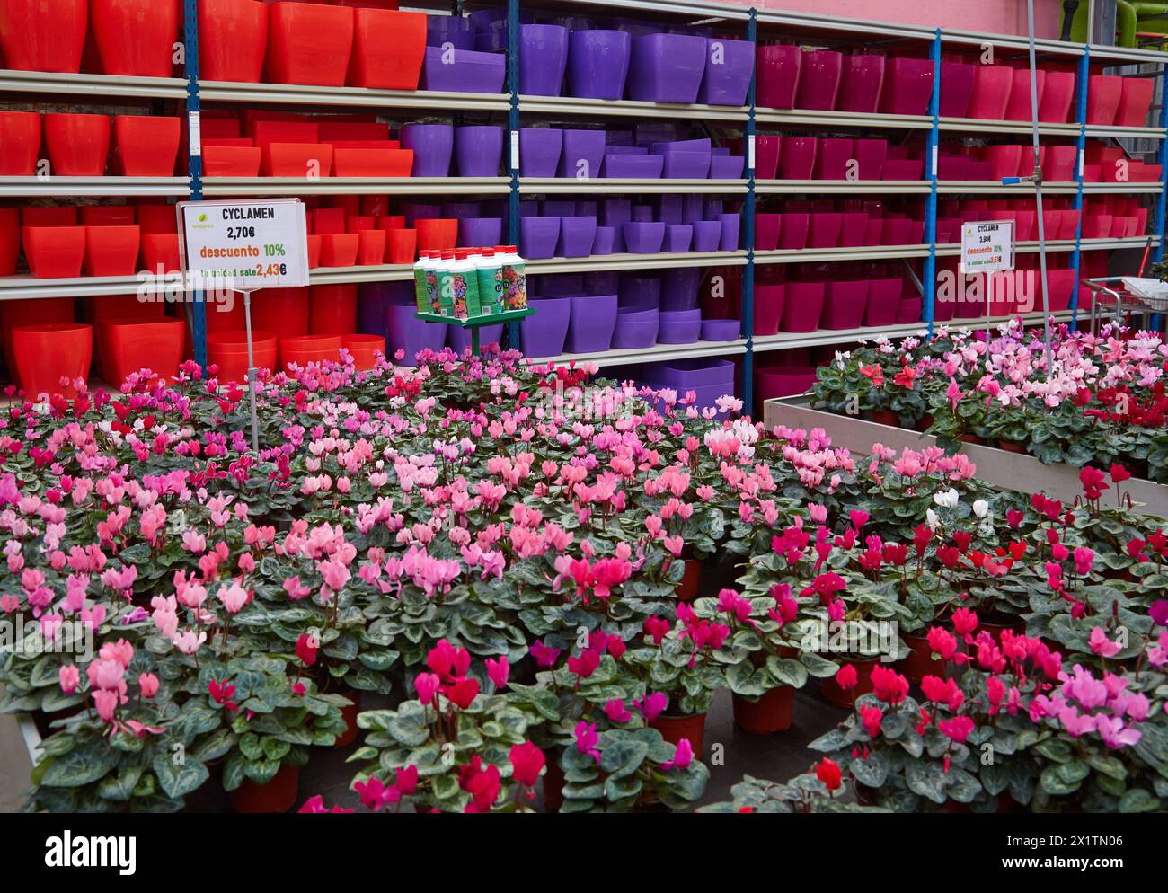 Garden center, Ciclamen, Flowers sale, Basque Country, Spain. Stock Photo