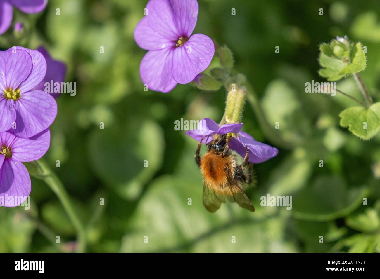 A carder bee (Bombus pascuorum) feeding on purple aubretia flowers in a Yorkshire garden. Stock Photo