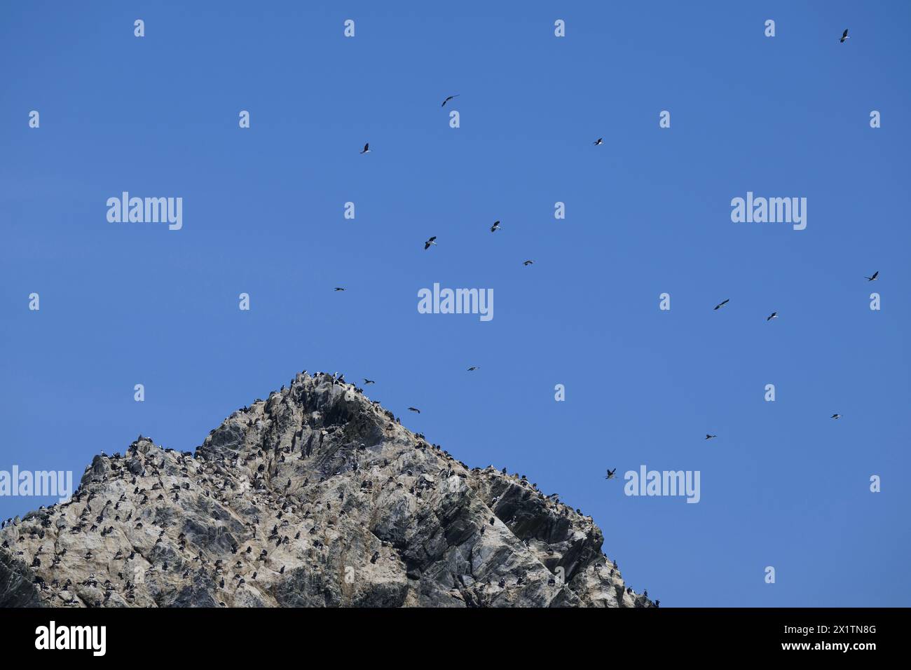 Shag Rovcks Shag Imperial (Phalacrocorax ariceps) on Shag rocks in the Southern ...