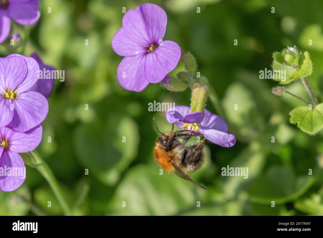 A carder bee (Bombus pascuorum) feeding on purple aubretia flowers in a Yorkshire garden. Stock Photo