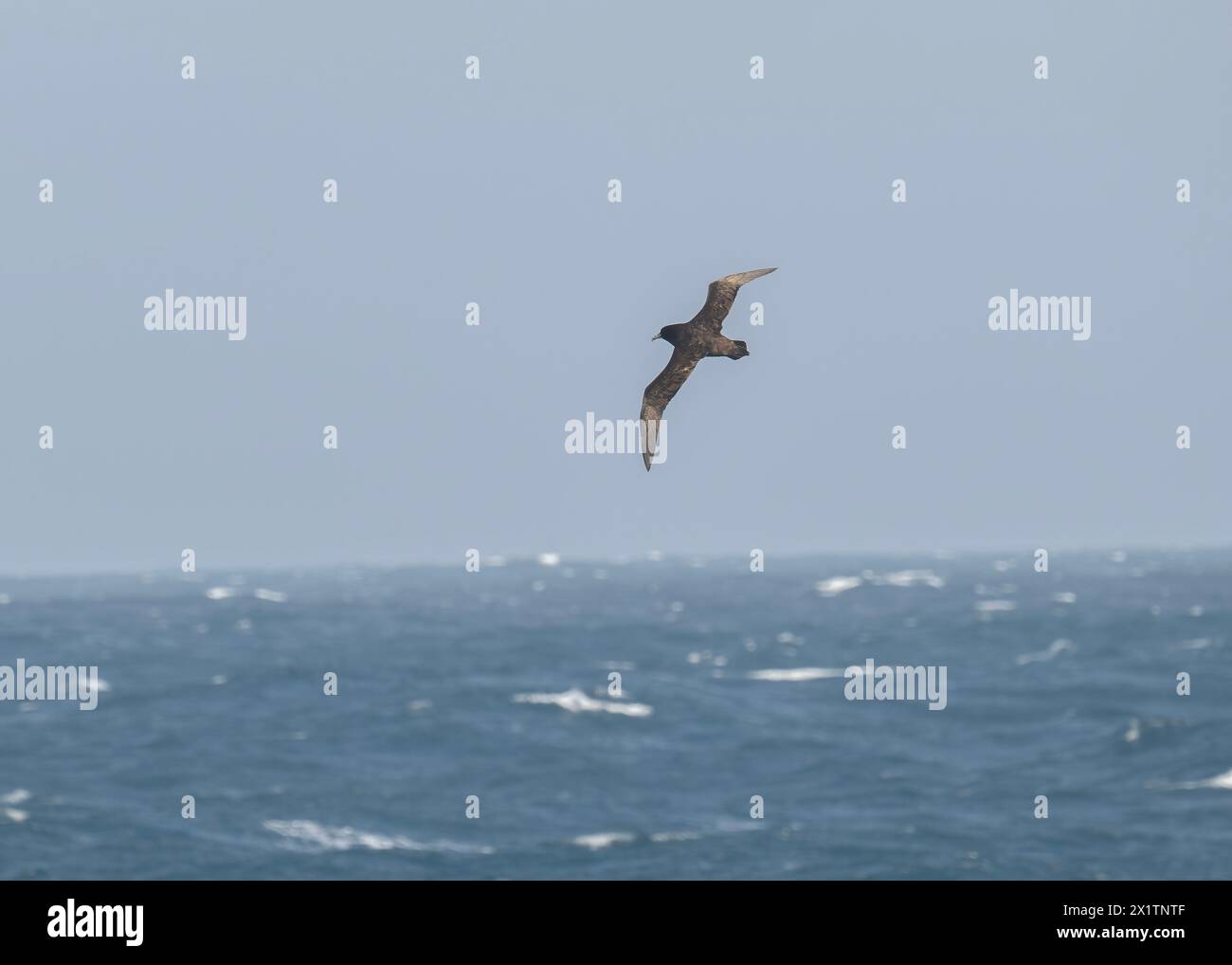 Petrel White-chinned (Procellaria aequinoctialis) flying across the Southern Ocean close to South Georgia, Antarctica, January 2024 Stock Photo