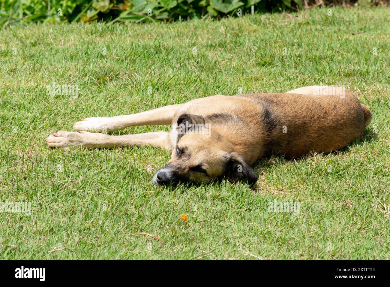 A domestic brown dog lying on the grass. Pet. Stock Photo