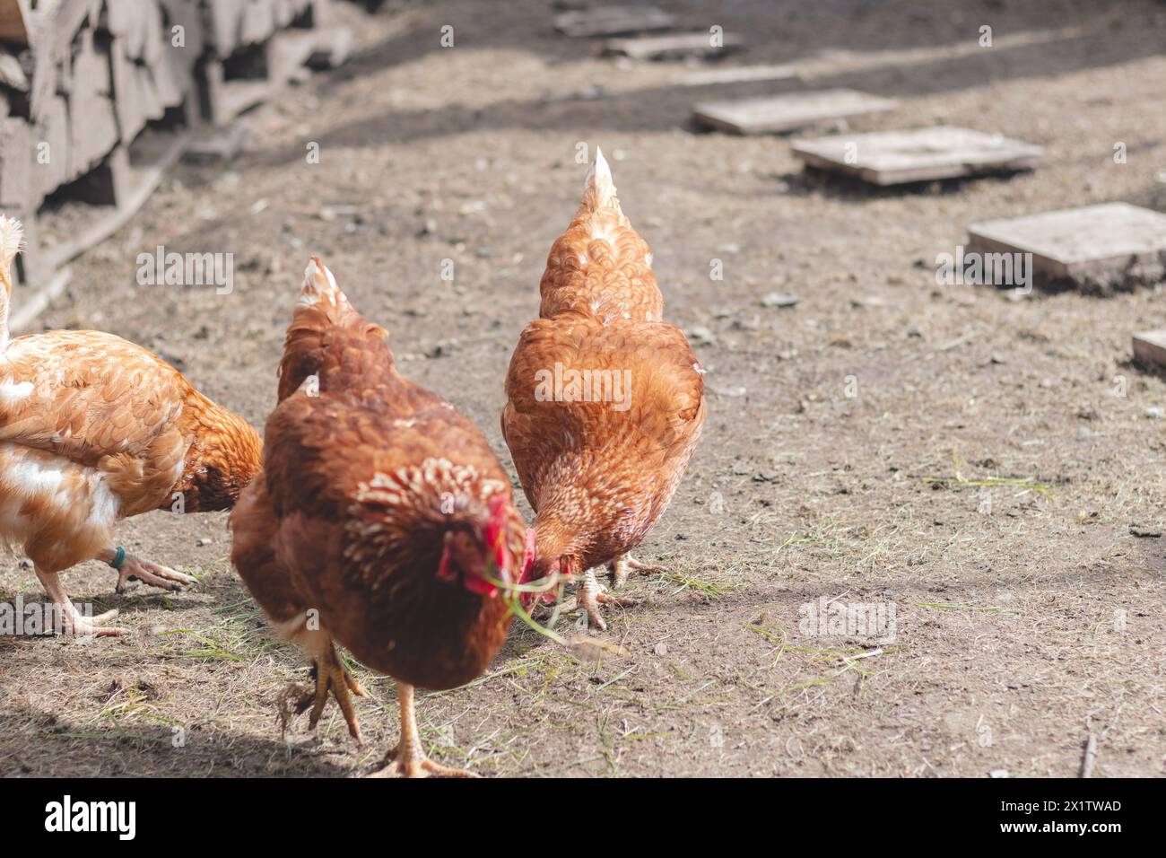 Domestic chicken with brown and white feathers running around the yard in the free range. Organic chickens. Homegrown eggs. Funny expression. Stock Photo