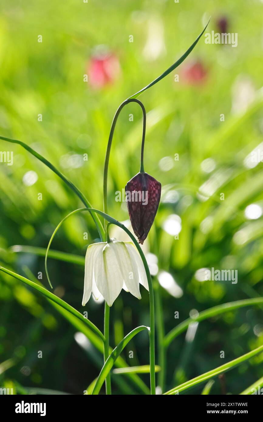 Enchanting chequerboard flowers, April, Germany Stock Photo