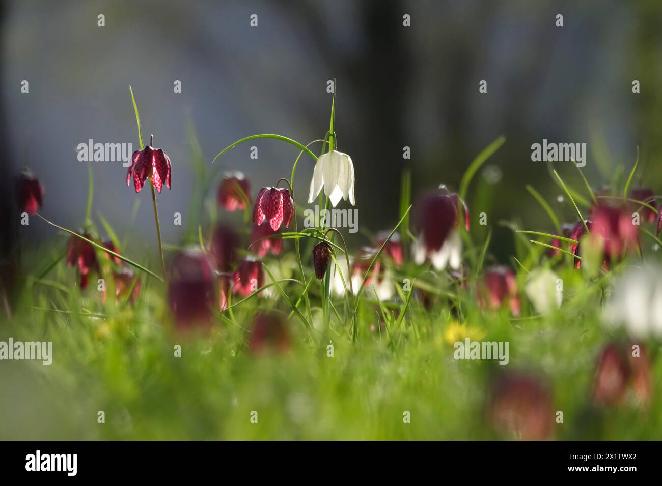 Enchanting chequerboard flowers, April, Germany Stock Photo
